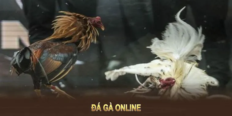 Bí Quyết Chơi Đá Gà Sabong Tại Rikbet: Hướng Dẫn Chuyên Sâu