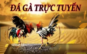 Hướng Dẫn Chơi Đá Gà WS168 Tại Rikbet Cực Chuẩn Cho Tân Thủ
